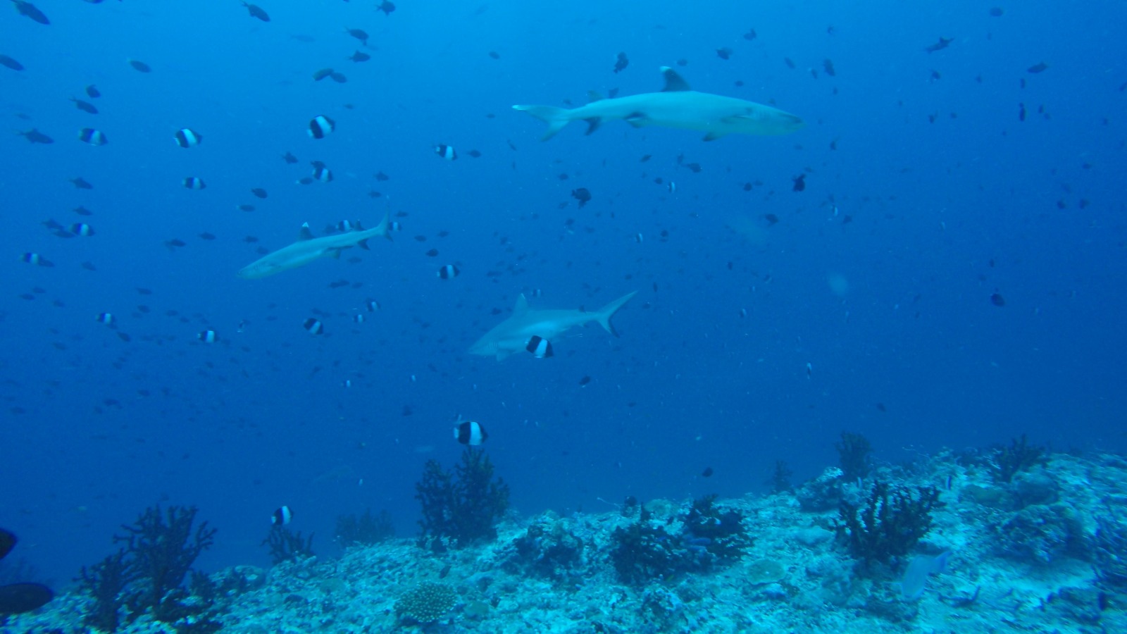 squali Maldive