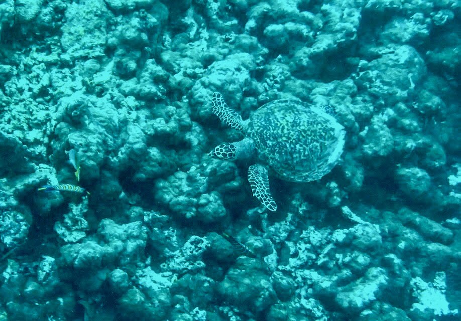 tartarughe Maldive