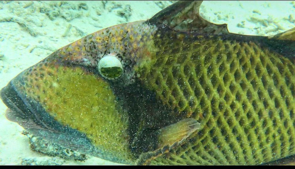 pesce barriera corallina Maldive