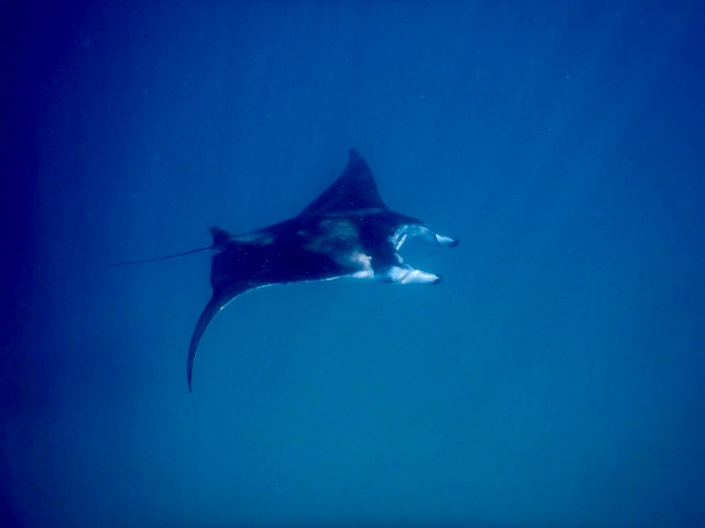 manta Maldive