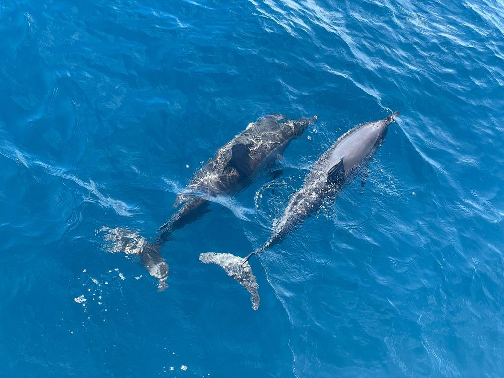 delfini Maldive