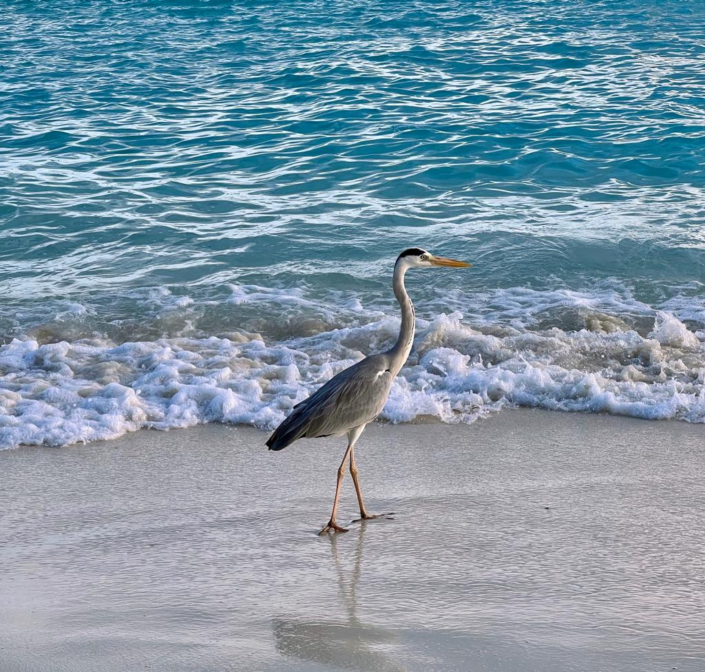 cormorano Maldive